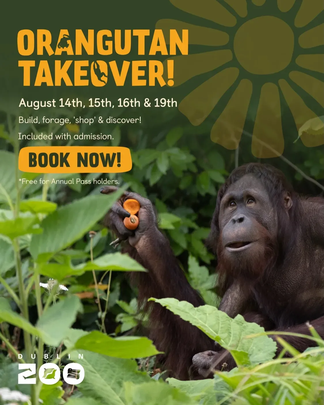 world-orangutan-day-at-dublin-zoo-in-dublin-mato